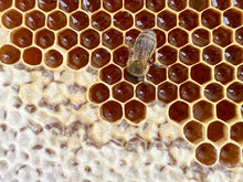 Load image into Gallery viewer, 2026 Suffolk Beekeeping Experience