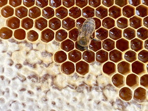 Suffolk Beekeeping Experience