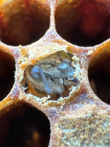 Suffolk Beekeeping Experience